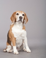 Picture of Beagle sitting down in studio