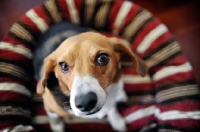 Picture of beagle sitting in red-striped dog bed