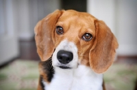 Picture of beagle sitting on rug