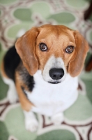 Picture of beagle sitting on rug