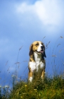 Picture of beagle sitting panting on hilltop