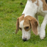 Picture of Beagle smelling grass