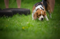 Picture of Beagle smelling the grass