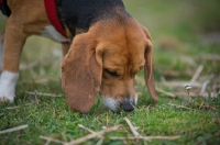 Picture of Beagle smelling the ground