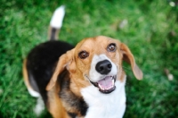 Picture of beagle smiling in grass