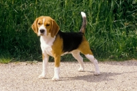 Picture of beagle standard photo