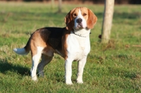 Picture of Beagle standing on grass, full body