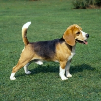 Picture of beagle standing on grass