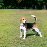 Picture of beagle standing on grass