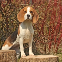 Picture of Beagle standing up on tree stump and looking at camera