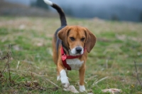 Picture of Beagle walking in the mountain