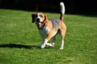 Picture of Beagle walking on grass