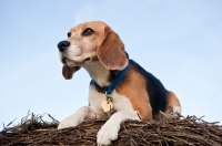 Picture of Beagle with collar lying on round hay bale