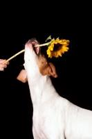 Picture of Beagle with flower