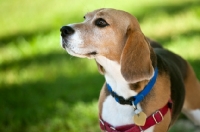 Picture of Beagle with harness and collar with sun dappled grass