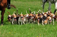 Picture of Beagles hunting