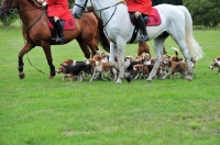 Picture of Beagles on a hunt