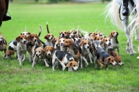 Picture of Beagles on a hunt