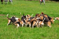 Picture of Beagles on a hunt