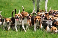 Picture of Beagles on a hunt