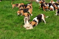 Picture of Beagles pulling apart meat on a hunt