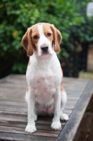 Picture of Beagle/spaniel cross sitting down