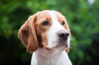 Picture of Beagle/spaniel cross