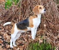 Picture of Beagle