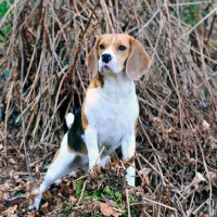 Picture of Beagle