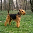 Picture of bear hill's lord glamorgan,  american welsh terrier on grass