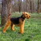 Picture of bear hill's lord glamorgan, welsh terrier near tree in usa