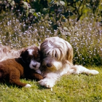Picture of bearded collie and puppy lying on grass