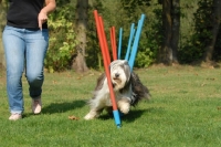 Picture of Bearded Collie at dog trial