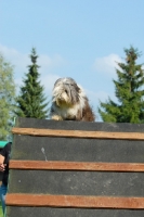 Picture of Bearded Collie at trials