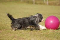 Picture of bearded collie chasing ball