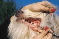Picture of bearded collie, cleaning teeth
