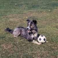 Picture of bearded collie cross border collie
