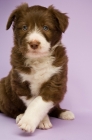 Picture of Bearded collie dog isolated on a lilac background