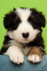 Picture of Bearded collie dog on a green background