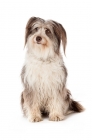 Picture of Bearded collie dog sitting isolated on white background
