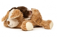 Picture of Bearded collie dog with toy isolated on a white background