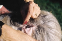 Picture of Bearded Collie ear care