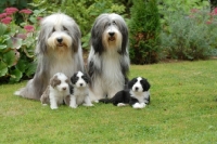 Picture of Bearded Collie family