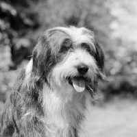 Picture of bearded collie from bothkennar