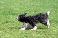 Picture of bearded collie galloping hind legs in air