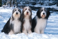 Picture of bearded collie group in snow