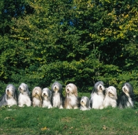 Picture of bearded collie group of 10, sitting together