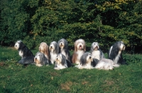 Picture of Bearded Collie group of 11