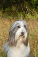 Picture of Bearded Collie head study