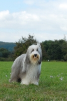 Picture of Bearded Collie in field